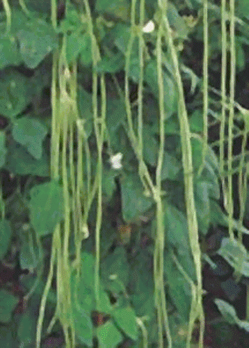 white seed white seed